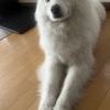 まんまる