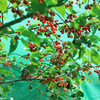 ■年末、てんてこ舞い日記２■サクラの木の移植と井戸の配管