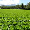 四季の菜摘み12