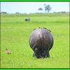 地球（日本）🌎の真裏：ブラジルから、一番近い大陸は...🦒ブラック🦏アフリカ🐘!!って知ってた⁉️（サンパウロ🥁⇆南アフリカ🐘）