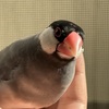文鳥の過緊張性発作のこと