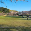 反町の森公園の桜 ～つくば市とその周辺の風景写真案内（１０１９） 