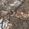 ヒヨドリが桜の花をついばんでいた