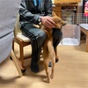 柴犬「きび」が来てから30日目【人見知りしない】