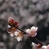 和宏さんの花巡礼　嫁石梅まつり