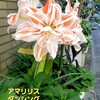 春爛漫、花も虫も恋しい季節