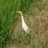 アマサギ