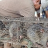 Săn chuột đồng miền Tây dùng chĩa 5 chia khiến chuột không đường trốn thoát