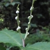 土岳　いろいろな花