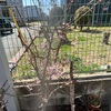 2023年桜開花