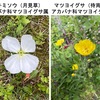 月見草・待宵草を詠んだ短歌　　境川の遊歩道横には，マツヨイグサ属の花々が咲いていました．月見草，待宵草はありませんが--　　きりぎりすきこゆる夜の月見草おぼつかなくも只ほのかなり　長塚節　　衰ふる夏の日ざしにしたしみて昼も咲くとや野の月見草　若山牧水　　たゆたひて今日のをはりの陽光あり月見草の花次次にひらく　君島夜詩　　月見草あしたにみれば紅（こう）をおび廃れしのちに何の華やぐ　斉藤史　　抱ける子が手にもちしかばわが前の灯（ともしび）の如し待宵草は　田谷鋭