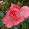 雨のザワつかない金曜日