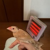 禿げたおっさんみたいな頭している文鳥