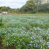 慈眼寺公園のネモフィラ2024