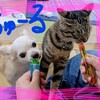 【貪欲】犬だって！猫だって！グルメなのだ！