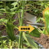 夏野菜　ピーマン02　【初物を収穫】