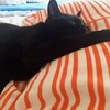 野良猫を尊敬した日　穂村弘著