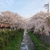 惜桜（せきおう）