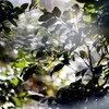 氷室椿園