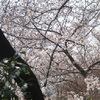 桜 2015。