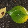 （紹介：自然）新宿中央公園雨に濡れた草花と光のコラボを紹介するよ