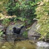 水辺のカラスと。実験