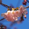 桜とワカケホンセイインコ