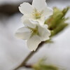 近所の桜をお花見散歩　後編