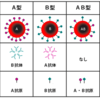 ＃３４　血液型　標準生理学まとめ