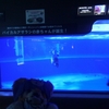 #サンシャイン水族館#バイカルアザラシの赤ちゃん