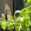 期日前投票に行ってきました：家族の予定と感染予防を考えて