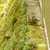 生後3日の大冒険！カルガモ雛たちのドキドキの飛び降り