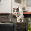 家島諸島のねこさん