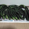 木を使う①