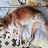 【老犬介護】『犬用おむつ』を『人間用』で代用！　選び方、作り方。
