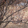 早くも弥生３月　梅の開花　メジロ　カワラヒワ