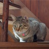 気を変える努力　～いつも助けてくれるプーチンさん（猫）～