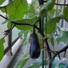 ベランダ菜園🌱3つ目の茄子✨