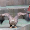 千葉市動物園