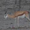 スプリングボック Springbok
