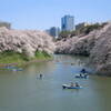 千鳥ヶ淵と靖国神社で花見　2012