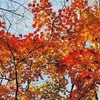 紅葉を求めて英彦山へ