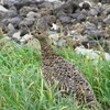 乗鞍岳登山コースとライチョウ、畳平、山頂からの景色の詳細！