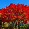 紅葉の写真