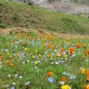 松崎の花畑　仁科安城岬