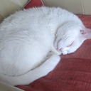 ノラの旅日記 〜はてな編〜