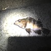 釣れた