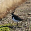 タゲリと懐かしの鳥アマツバメ