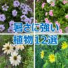 夏の暑さ・多湿に強い！おすすめ植物（草花中心に、１年草・宿根草・小低木）まとめ12選