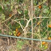 ミニトマト、ピーマンなどの収穫